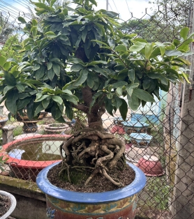 Mai vàng ghép 09
