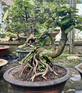 Mai vàng ghép 07