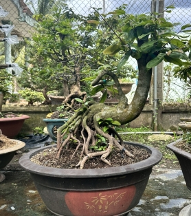 Mai vàng ghép 07