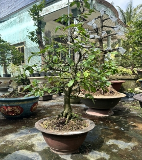 Mai vàng ghép 06