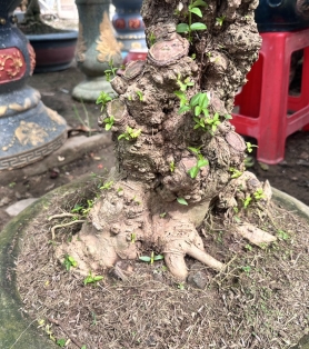 Mai vàng ghép 04