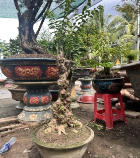 Mai vàng ghép 04