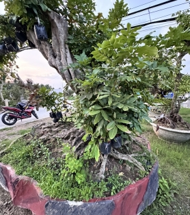 Nhãn cụ trồng sân vườn