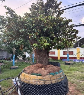 Vú sữa trồng sân vườn gốc to