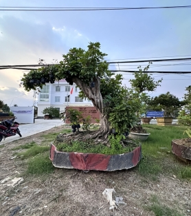 Nhãn cụ trồng sân vườn
