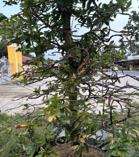 Mai vàng siêu xoắn