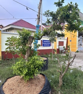 Nguyệt quế cổ thụ