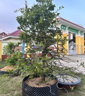 Mai vàng siêu xoắn