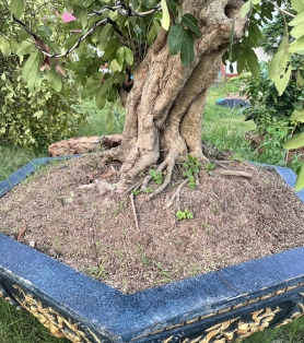 Nhãn trồng sân vườn