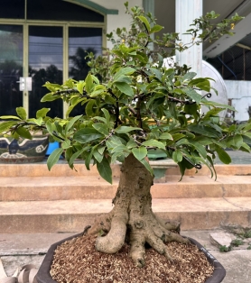 Mai vàng ghép gốc to