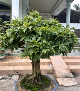 mai vàng ghép siêu bông đẹp