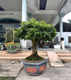 mai vàng ghép siêu bông đẹp