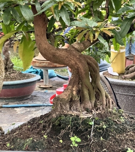 Mai vàng đế khủng