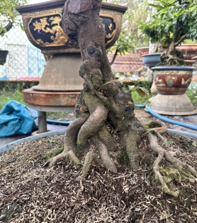 Mai ghép bộ đế và tàn đẹp