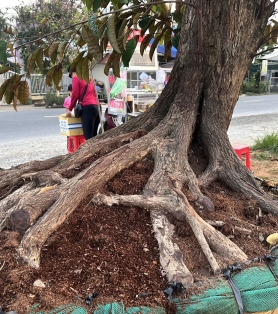 Vú sữa trồng sân vườn