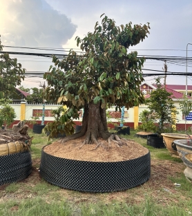 Vú sữa trồng sân vườn
