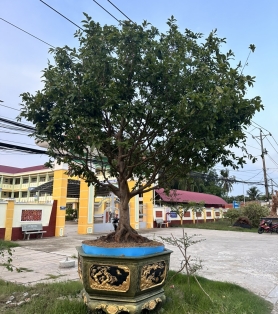 Mai tàn gốc to