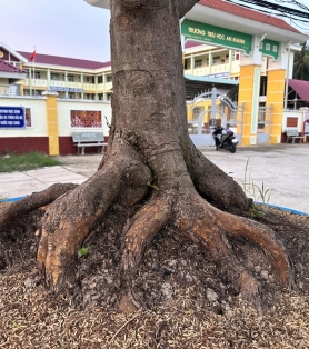 Mai tàn gốc to