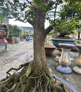 Mai tứ quý ghép tứ quý