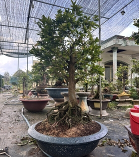 Mai tứ quý ghép tứ quý