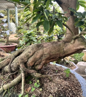 Mai vàng dáng bay tàn đẹp