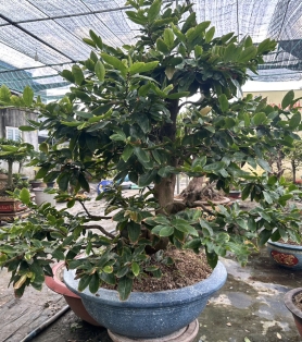 Mai vàng dáng bay tàn đẹp