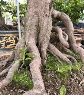 Mai vàng ghép bộ rễ đẹp