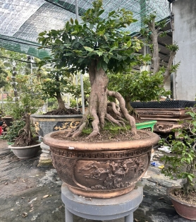 Mai vàng ghép bộ rễ đẹp