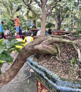 Mai vàng ghép thân dáng bay