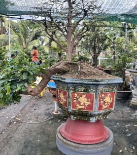 Mai vàng ghép thân dáng bay