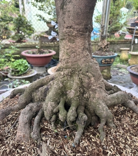 Mai vàng ghép nhiều bông bộ đế đẹp
