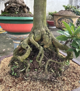 Mai vàng ghép nhiều bông