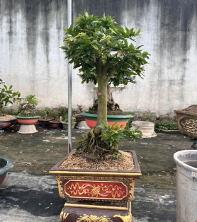 Mai vàng ghép nhiều bông