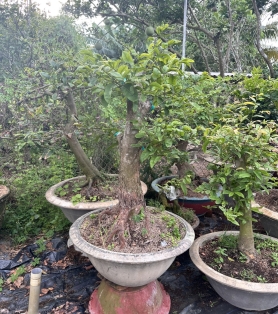 Mai tư quý ghép siêu bông