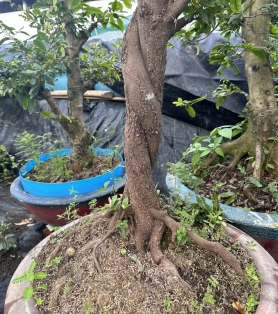 Mai ghép thân xoắn