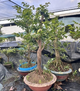 Mai ghép thân xoắn