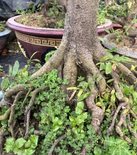 Mai ghép bộ đế to