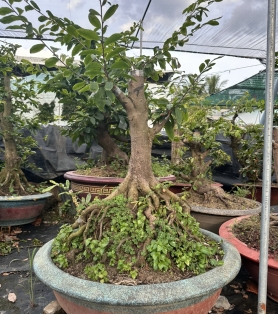 Mai ghép bộ đế to