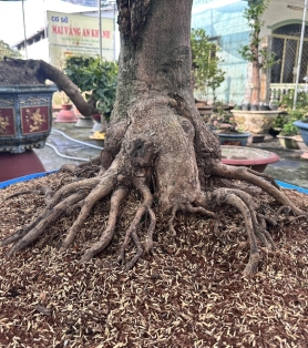 Mai ghép lâu năm gốc to