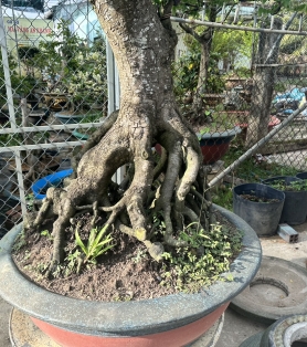 Khế trồng sân vườn gốc lớn 01