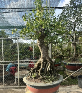 Khế trồng sân vườn gốc lớn 01