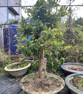 Mai ghép bến tre 01