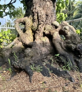 Khế trồng sân vườn gốc lớn