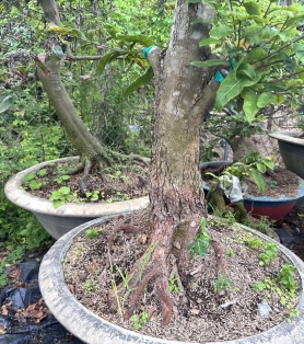 Mai tư quý ghép siêu bông