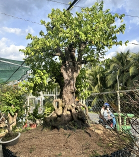 Khế trồng sân vườn gốc lớn