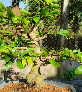 Mai gốc nhớt ghép dão thử đức