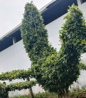 Mai Vàng Dáng thú 03