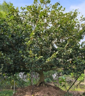 Mai tàng Bến Tre lâu năm