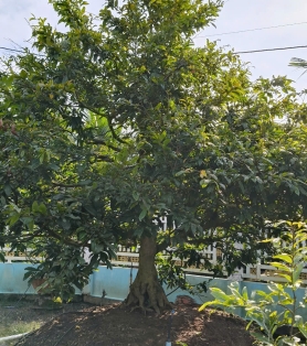 Mai tàng Bến Tre lâu năm