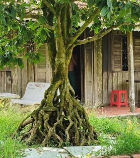 Mai vàng gốc khủng Bến Tre